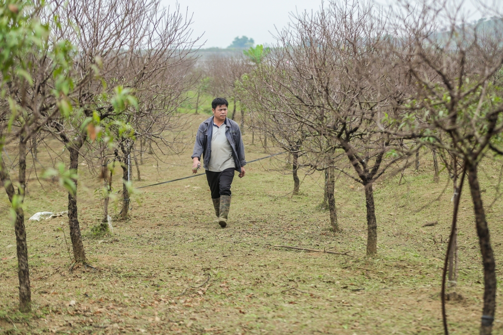 Làng đào lớn nhất Thanh Hoá hối hả vào vụ Tết