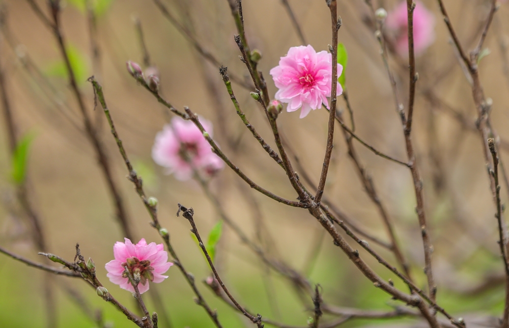 Làng đào lớn nhất Thanh Hoá hối hả vào vụ Tết