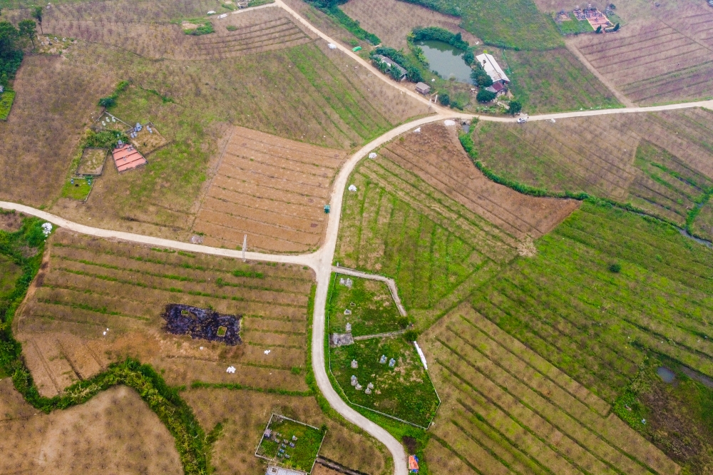 Làng đào lớn nhất Thanh Hoá hối hả vào vụ Tết