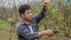 Làng đào lớn nhất Thanh Hoá hối hả vào vụ Tết
