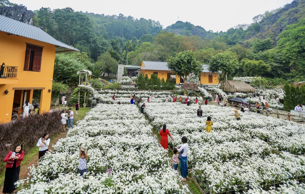 Thanh Hoá: Cúc hoạ mi nở rộ hút du khách tìm đến chụp ảnh