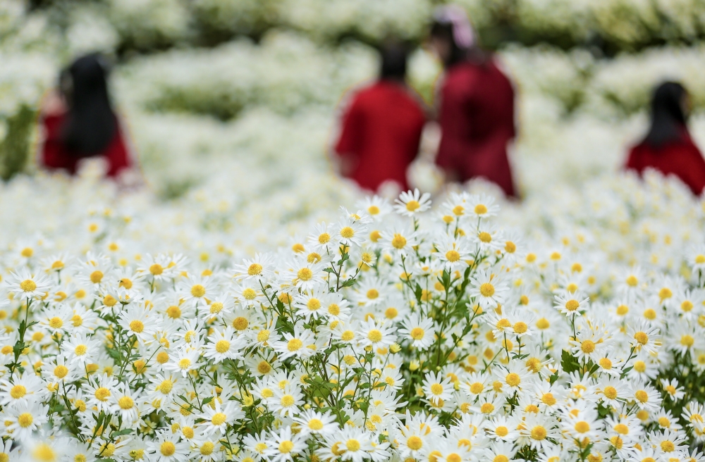 Thanh Hoá: Cúc hoạ mi nở rộ hút du khách tìm đến chụp ảnh