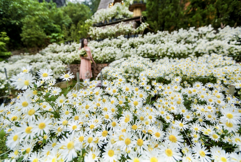 Thanh Hoá: Cúc hoạ mi nở rộ hút du khách tìm đến chụp ảnh