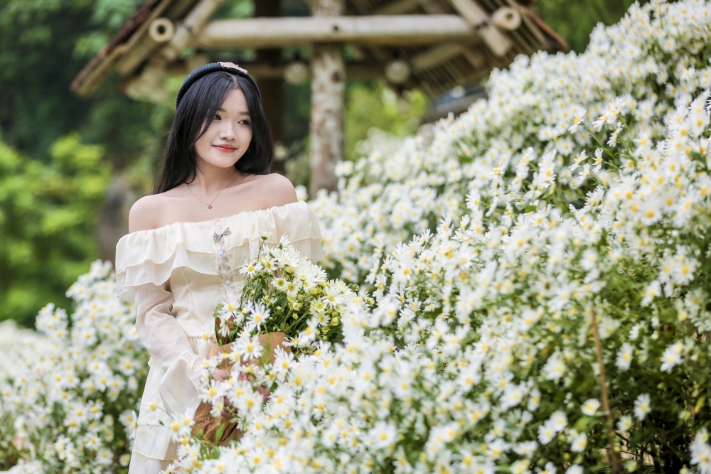 Thanh Hoá: Cúc hoạ mi nở rộ hút du khách tìm đến chụp ảnh