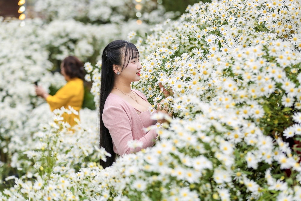 Thanh Hoá: Cúc hoạ mi nở rộ hút du khách tìm đến chụp ảnh