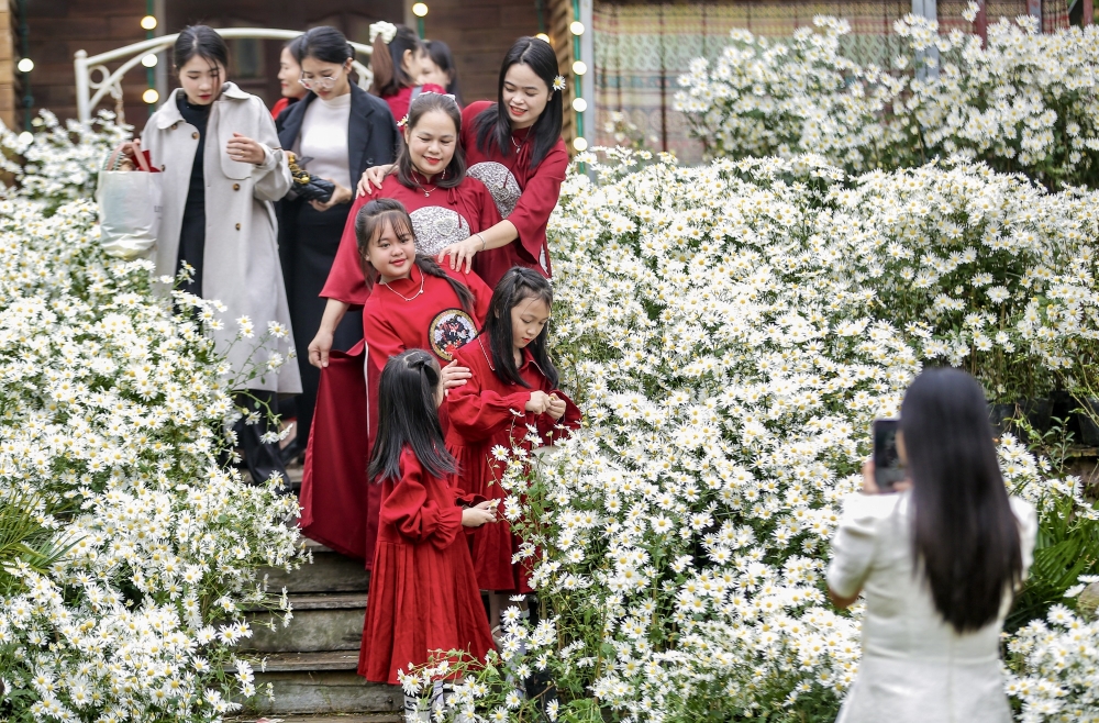 Thanh Hoá: Cúc hoạ mi nở rộ hút du khách tìm đến chụp ảnh