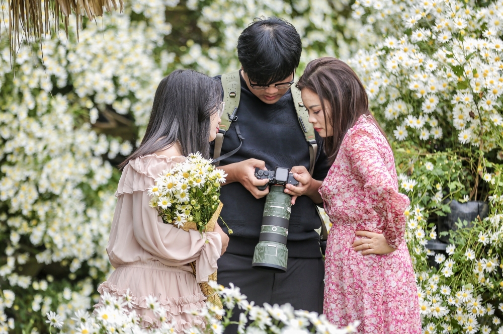 Thanh Hoá: Cúc hoạ mi nở rộ hút du khách tìm đến chụp ảnh