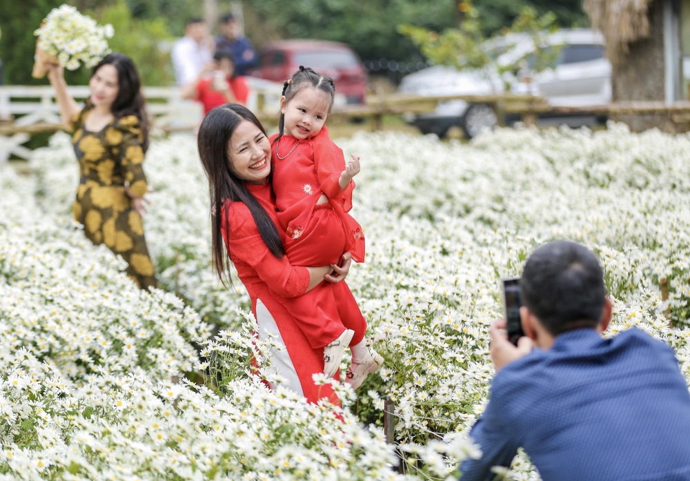 Thanh Hoá: Cúc hoạ mi nở rộ hút du khách tìm đến chụp ảnh