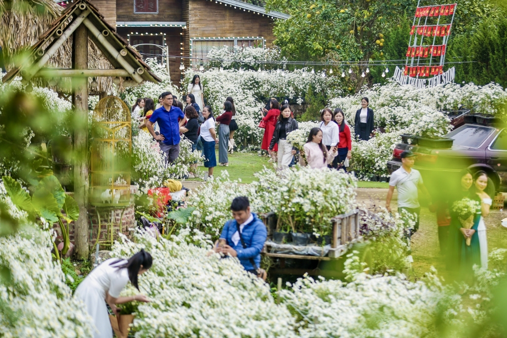 Thanh Hoá: Cúc hoạ mi nở rộ hút du khách tìm đến chụp ảnh