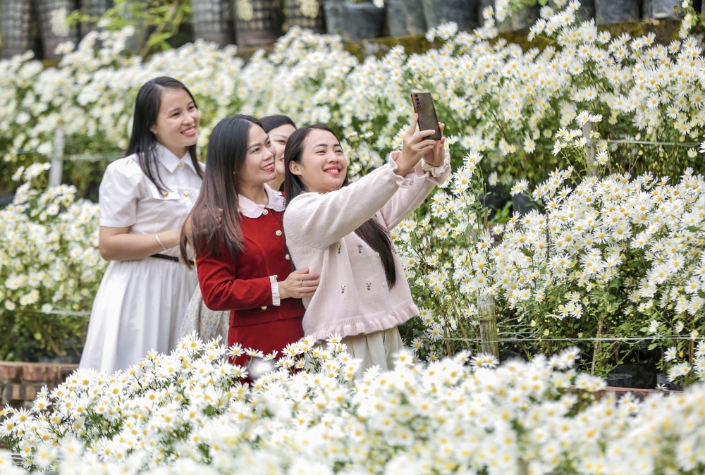 Thanh Hoá: Cúc hoạ mi nở rộ hút du khách tìm đến chụp ảnh