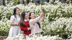 Chùm ảnh: Cúc hoạ mi nở rộ ở Thanh Hóa hút du khách tìm đến chụp ảnh