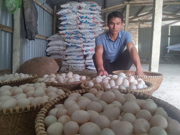 can canh o dich cum a h5n6 tai thanh hoa