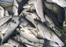 ​Làm rõ nguyên nhân cá nuôi lồng chết bất thường trên sông Chu