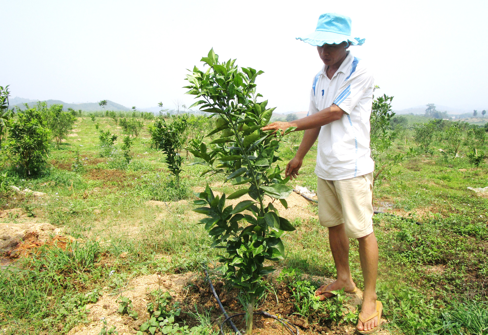 nhu xuan thanh hoa nhieu ho lam giau tu trong cam