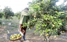 Như Xuân (Thanh Hóa): Nhiều hộ làm giàu từ trồng cam