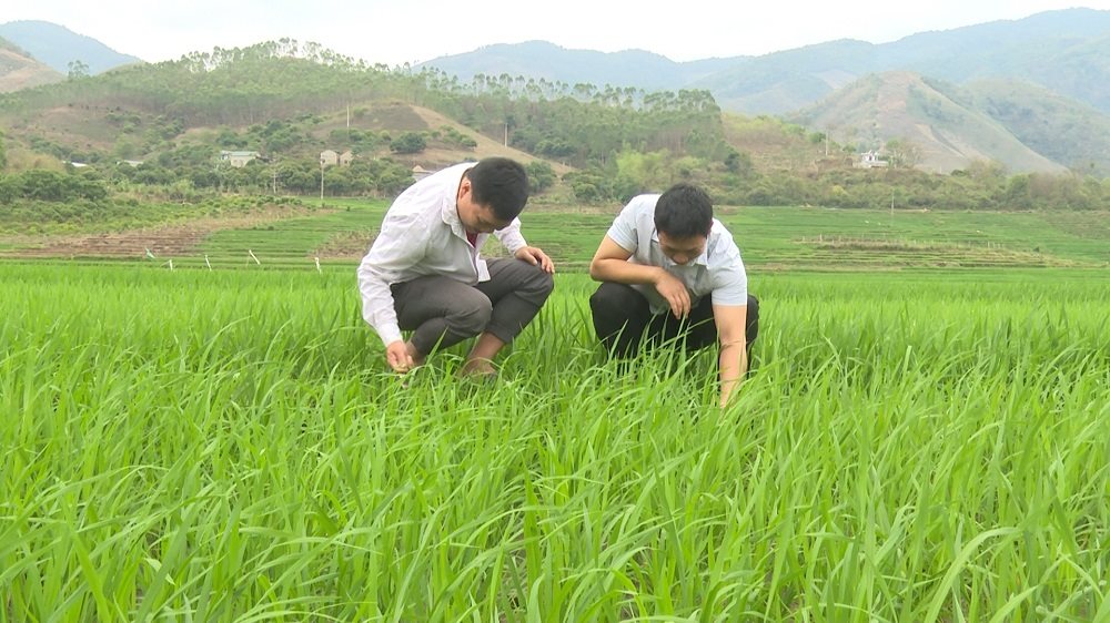 song ma chuyen doi co cau cay trong de chong han