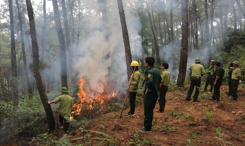 Thanh Hóa: Tăng cường công tác bảo vệ rừng tại huyện Hà Trung