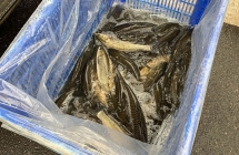 Cư dân bỏ tiền mua hàng tấn cá phóng sinh xuống hồ