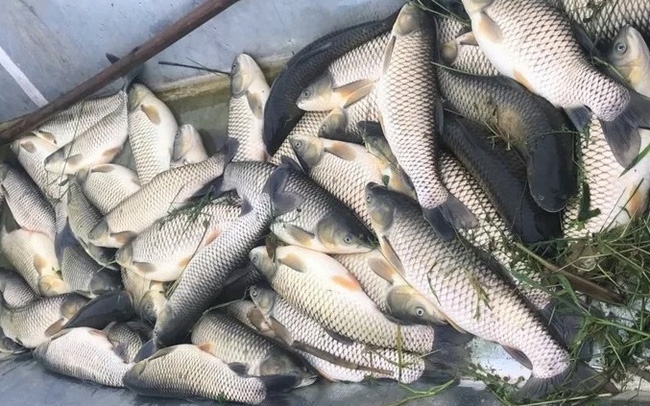 Chưa tìm thấy nguyên nhân cá chết bất thường trên sông Chu
