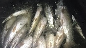 Thanh Hóa: Đình chỉ 4 cơ sở xả thải ra sông Mã