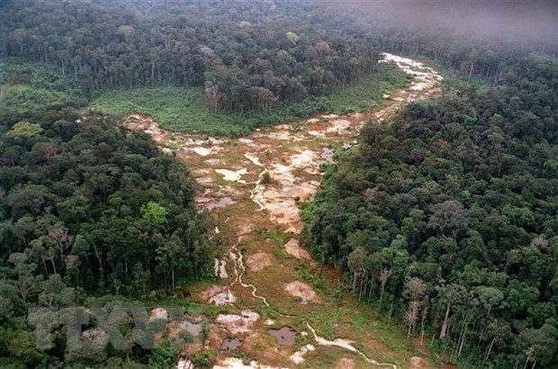 Lợi dụng dịch COVID-19, rừng Amazon tiếp tục bị tàn phá nghiêm trọng