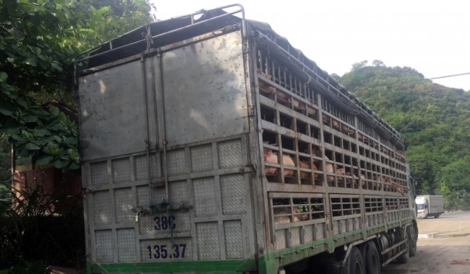 Thanh Hóa: Bắt 1 xe tải chở 240 con lợn bị nhiễm dịch tả lợn châu phi