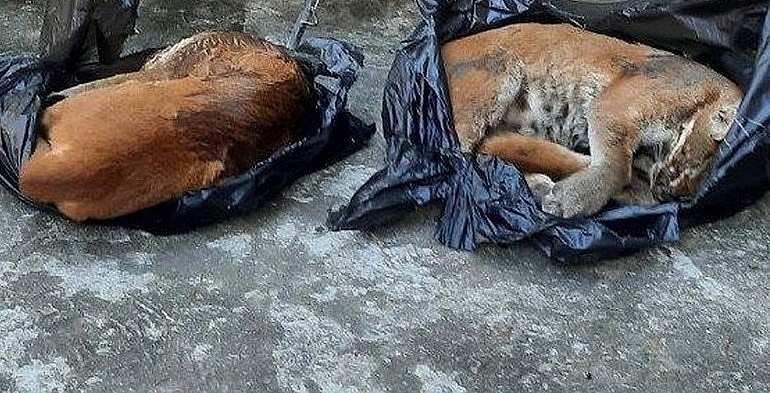 Thanh Hóa: Bắt giữ nữ đối tượng vận chuyển hai cá thể động vật hoang dã