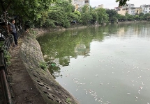Vụ cá chết tại hồ Văn Chương, quận Đống Đa: Nguyên nhân từ sự thay đổi thời tiết