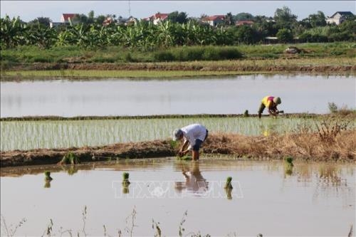 Nông dân bỏ ruộng không gieo cấy, lãng phí đất sản xuất