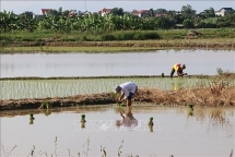 Nông dân bỏ ruộng không gieo cấy, lãng phí đất sản xuất