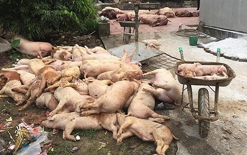 Ninh Bình xuất hiện 5 xã tái dịch tả lợn Châu Phi