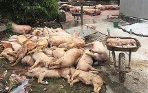 Ninh Bình xuất hiện 5 xã tái dịch tả lợn Châu Phi