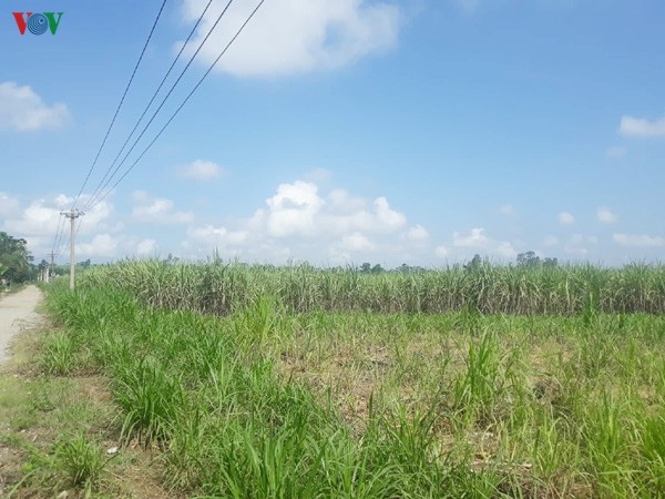 Công ty Cổ phần Đường Nông Cống tính ăn quỵt tiền mía của dân?