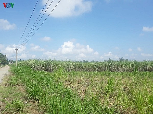 Công ty Cổ phần Đường Nông Cống tính ăn quỵt tiền mía của dân? cong ty co phan duong nong cong tinh an quyt tien mia cua dan