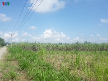 Công ty Cổ phần Đường Nông Cống tính ăn quỵt tiền mía của dân?