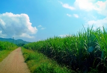 Công ty Cổ phần Mía đường Nông Cống (Thanh Hoá): Cấn trừ nợ tiền mía nguyên liệu trái quy định