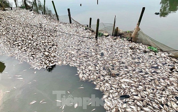 ca chet trang mat song nghi do nuoc thai khu cong nghiep