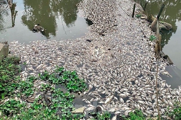 ca chet trang mat song nghi do nuoc thai khu cong nghiep