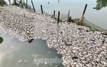 Cá chết trắng mặt sông, nghi do nước thải khu công nghiệp