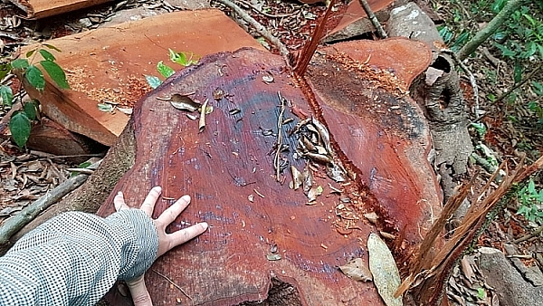 Nạn phá rừng và những hệ lụy