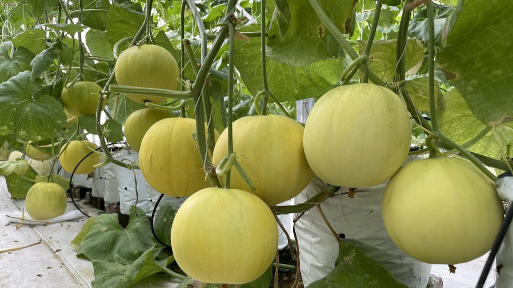 Dưa được trồng trong nhà màng của Hợp tác xã nông nghiệp Thanh Bình