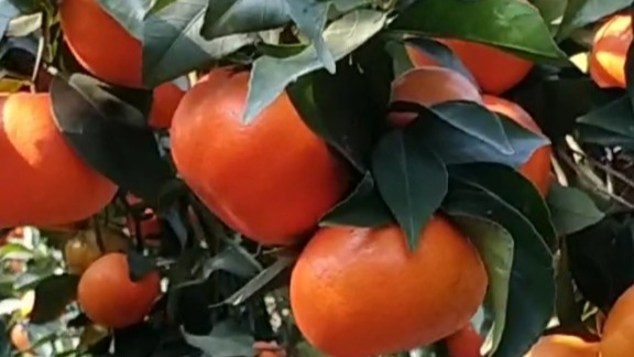 Những trái cam canh căng mọng, ngọt đậm đà