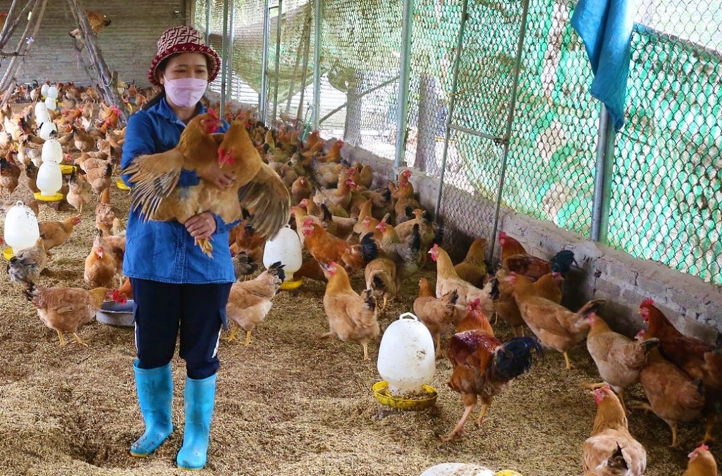 Hộ kinh doanh Thu Thoan nuôi gà vi sinh