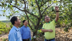 Chàng trai 8X bỏ trời Âu về quê làm nông