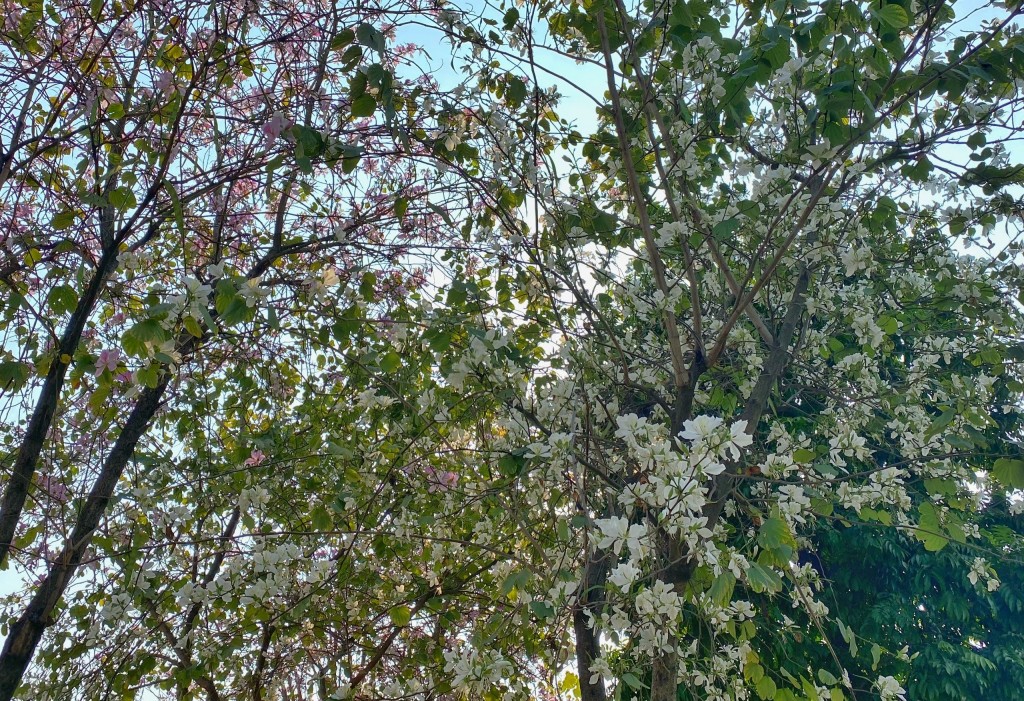 Hoa ban trắng “chấm phá” trong bức tranh vườn hoa Tây Bắc