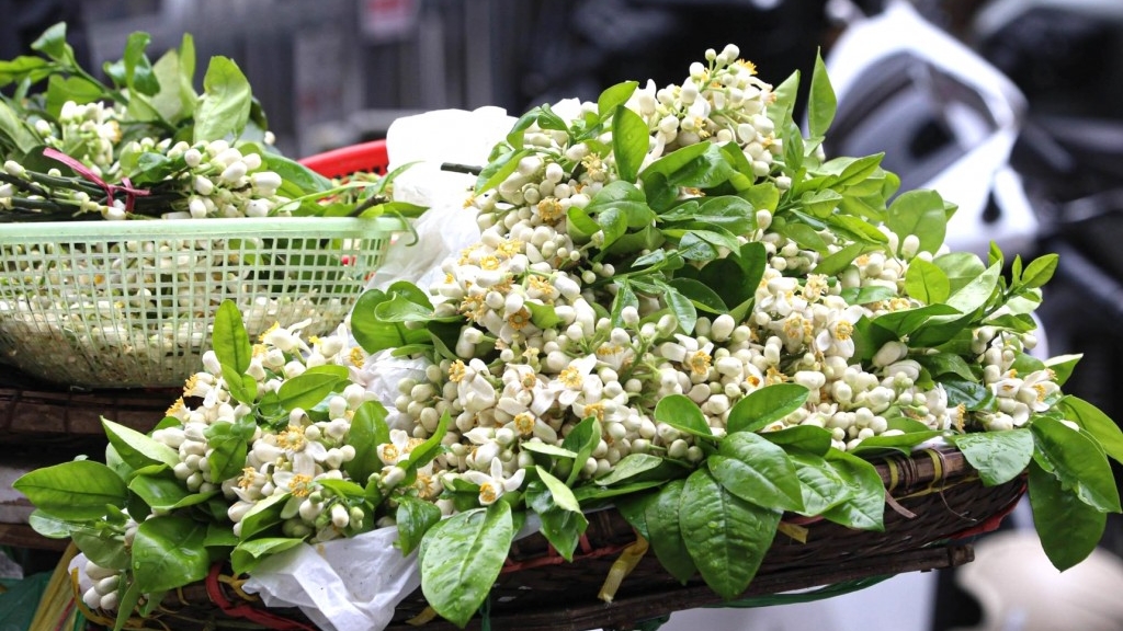 Bạn trẻ Hà thành mê mẩn với “Hà Nội mùa hoa bưởi”