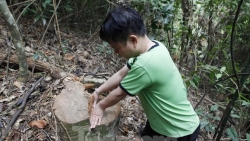 bac giang khoi to vu pha rung tai khu bao ton tay yen tu