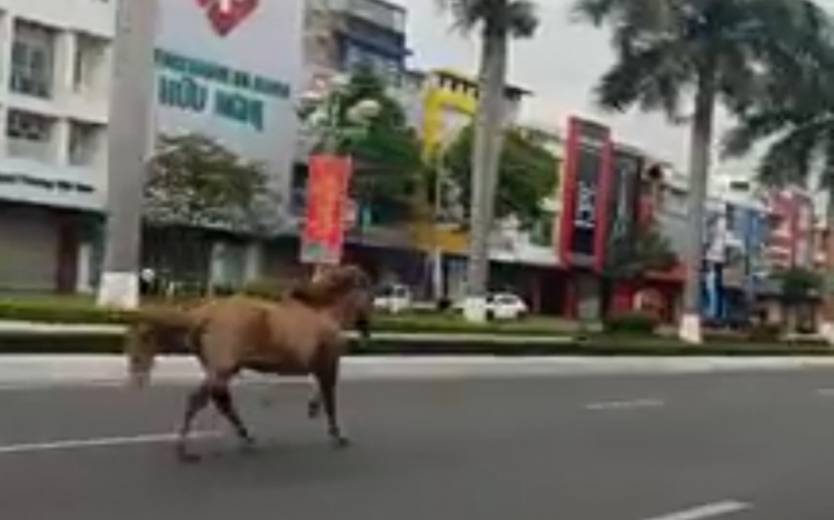 Clip: Ngựa chạy tung tăng trên đường phố Đà Nẵng trong ngày Mùng 3 Tết