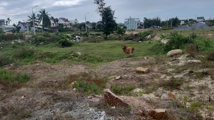 quang nam bai 1 dan to bi cuong doat dat nong nghiep tai du an cau hung lai nghi