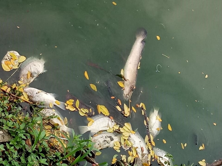 Đà Nẵng: Xuất hiện tình trạng cá chết rải rác tại Công viên 29/3